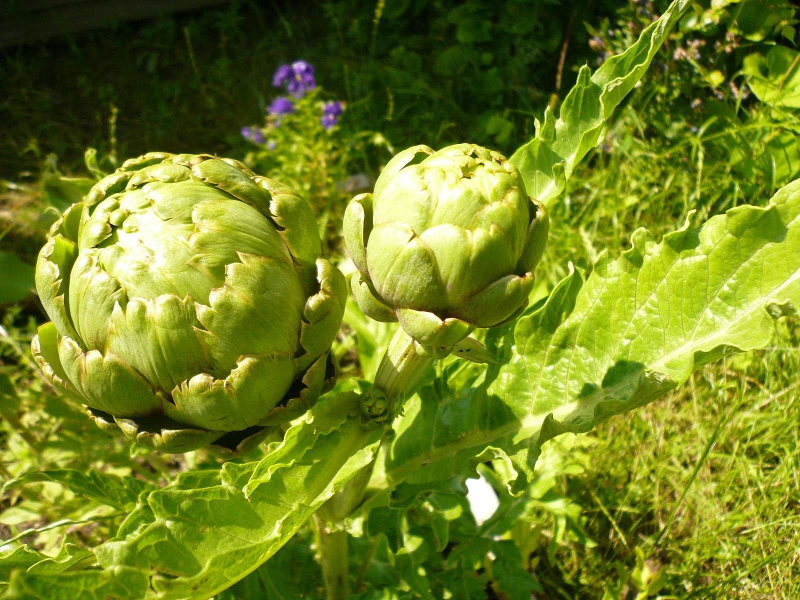 артишок куст. артишок красавец аэлита. артишок сорта. артишок род как вырастить. артишок многолетний.