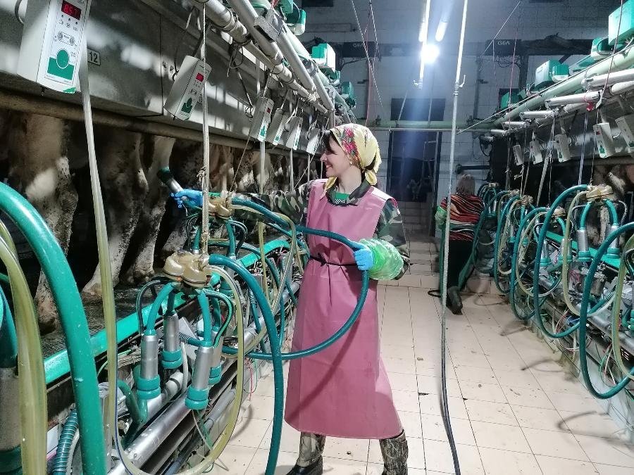 Репортаж из коровника: как журналистка из Лиды один день поработала ...