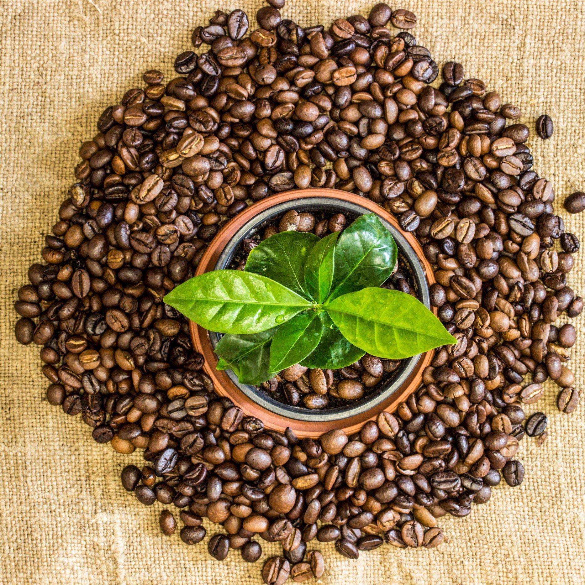 Кофе зерна Арабика растение