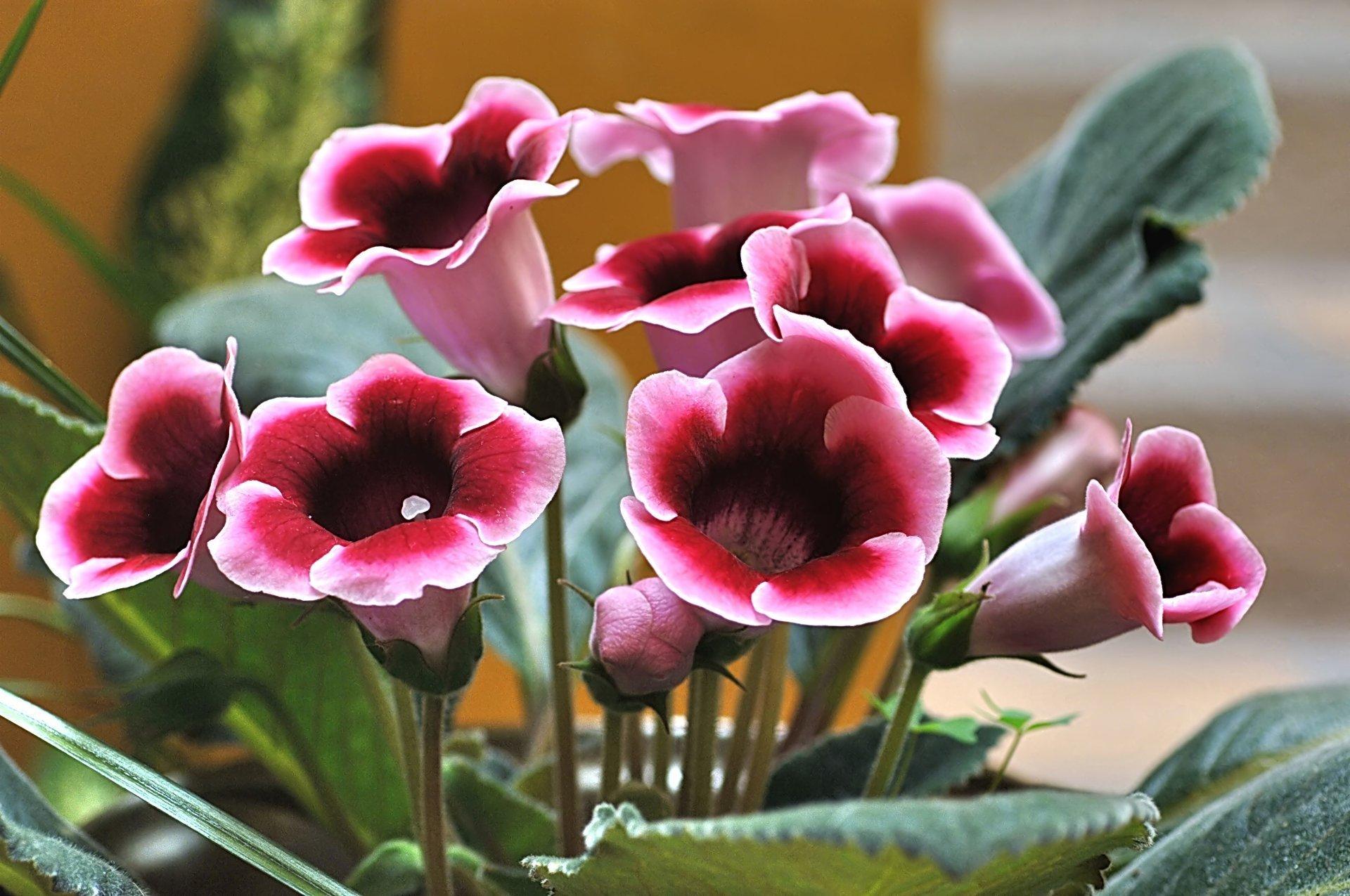 Цветы глоксиния фото как ухаживать в домашних условиях