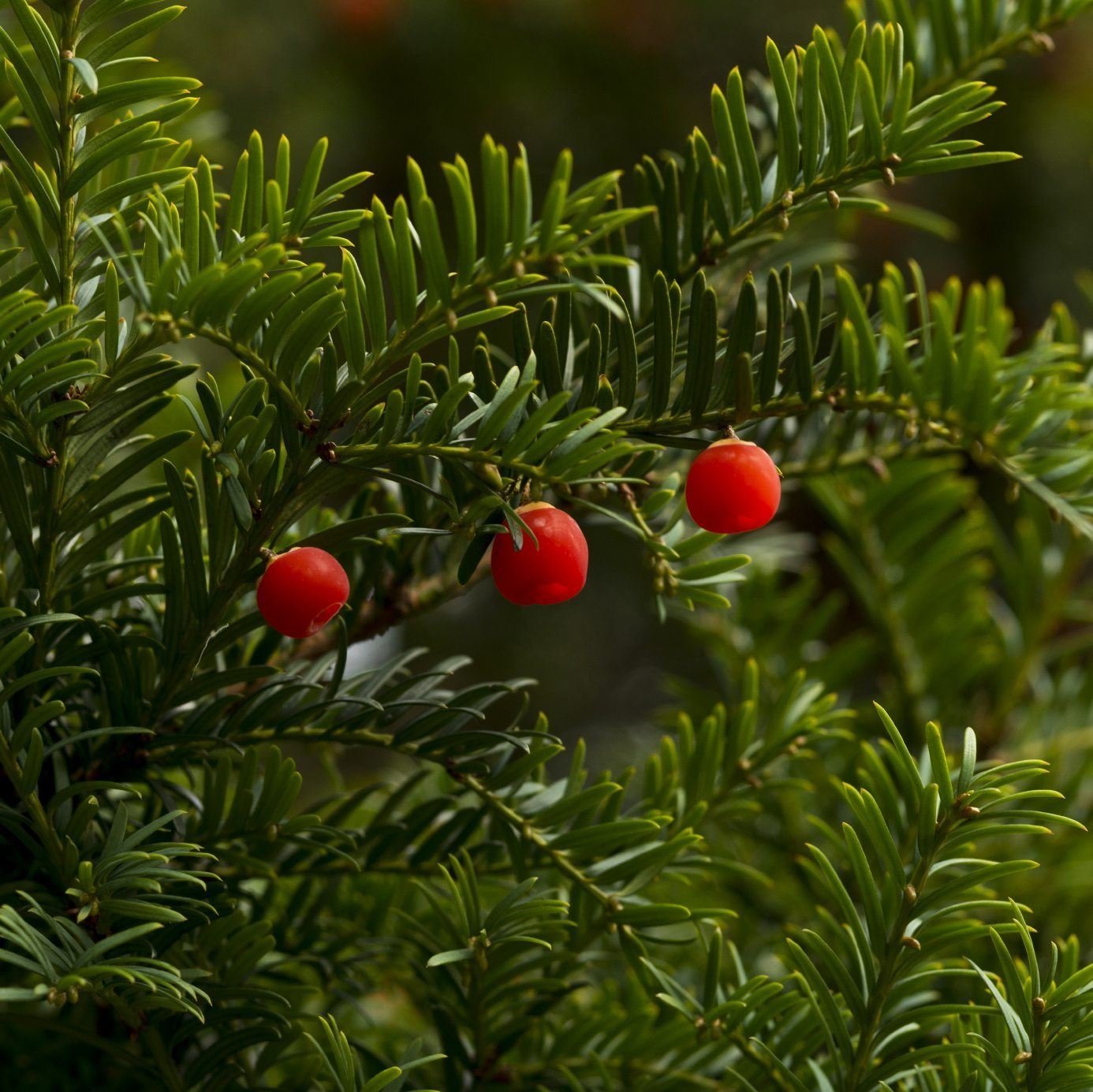 Taxus chinensis