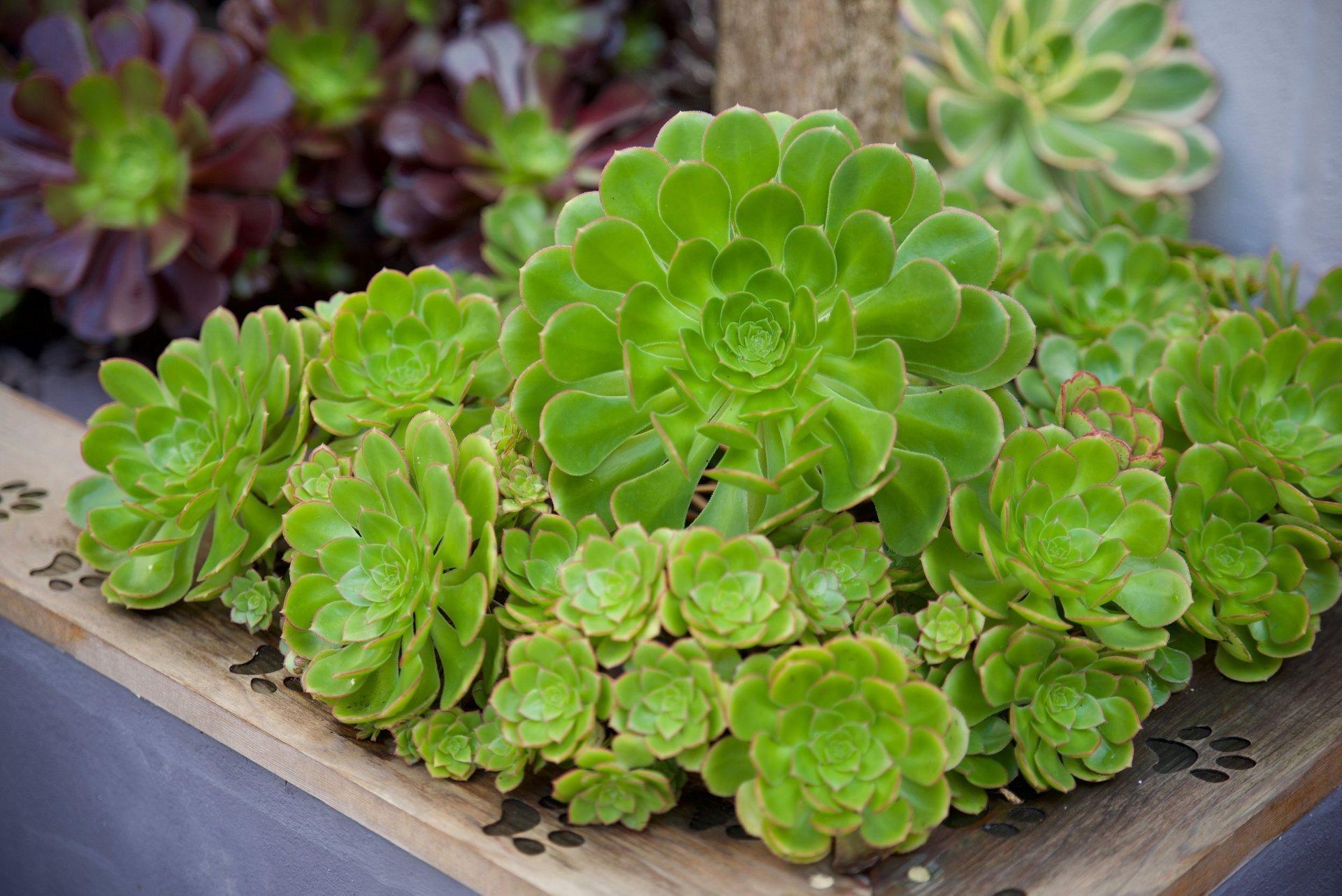 Aeonium \'floresens\'