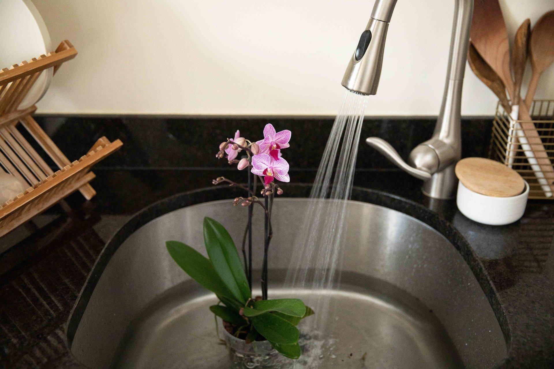 Орхидея полив и уход. Полив орхидеи. Орхидея в горшке полив. Полив орхидеи погружением. Полив орхидей в домашних.