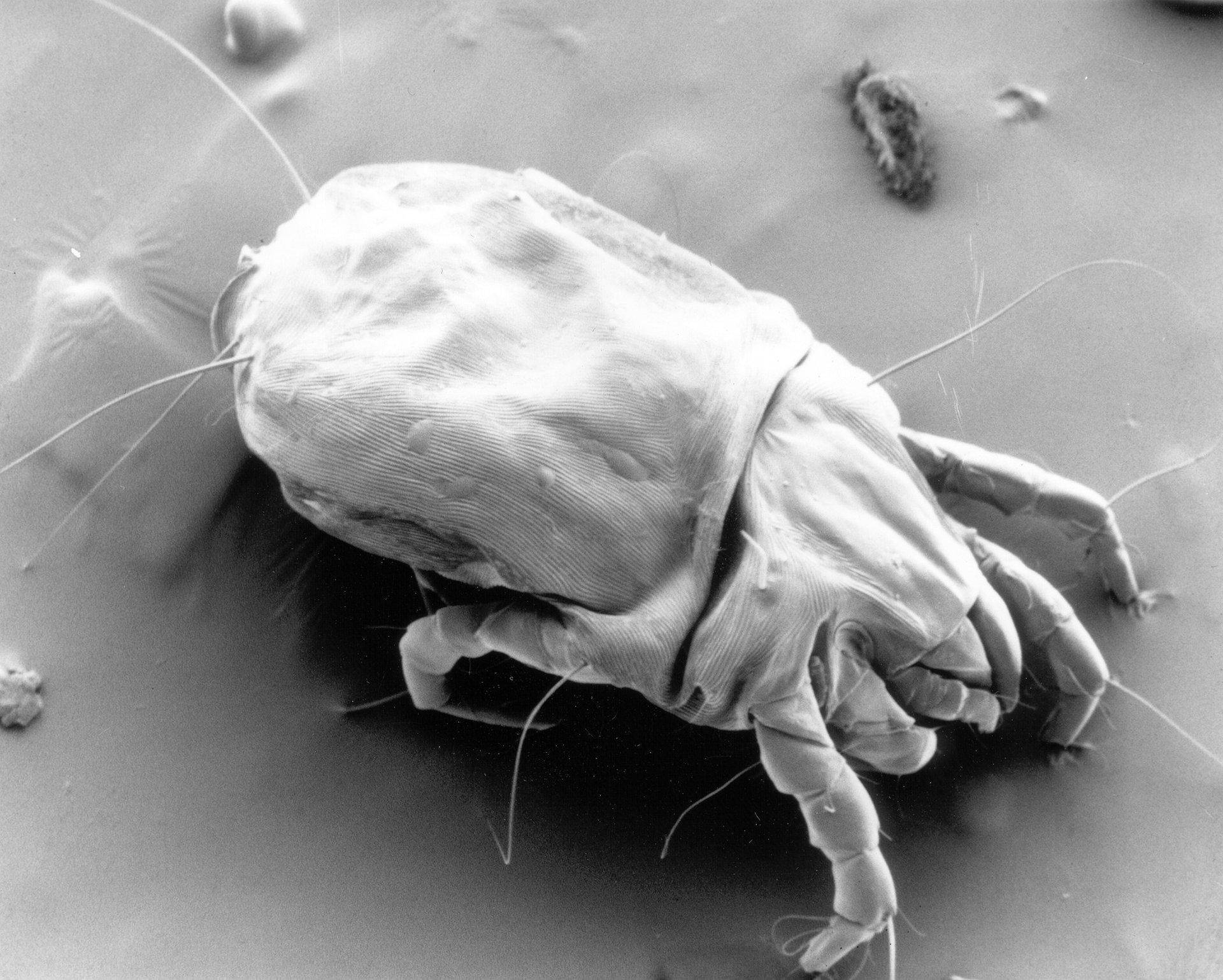 Клещ Dermatophagoides pteronyssinus