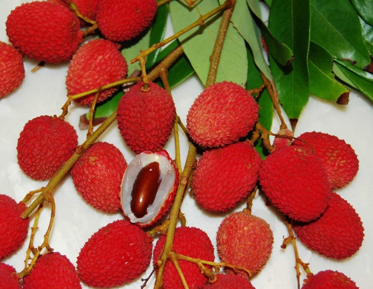 Litchi chinensis