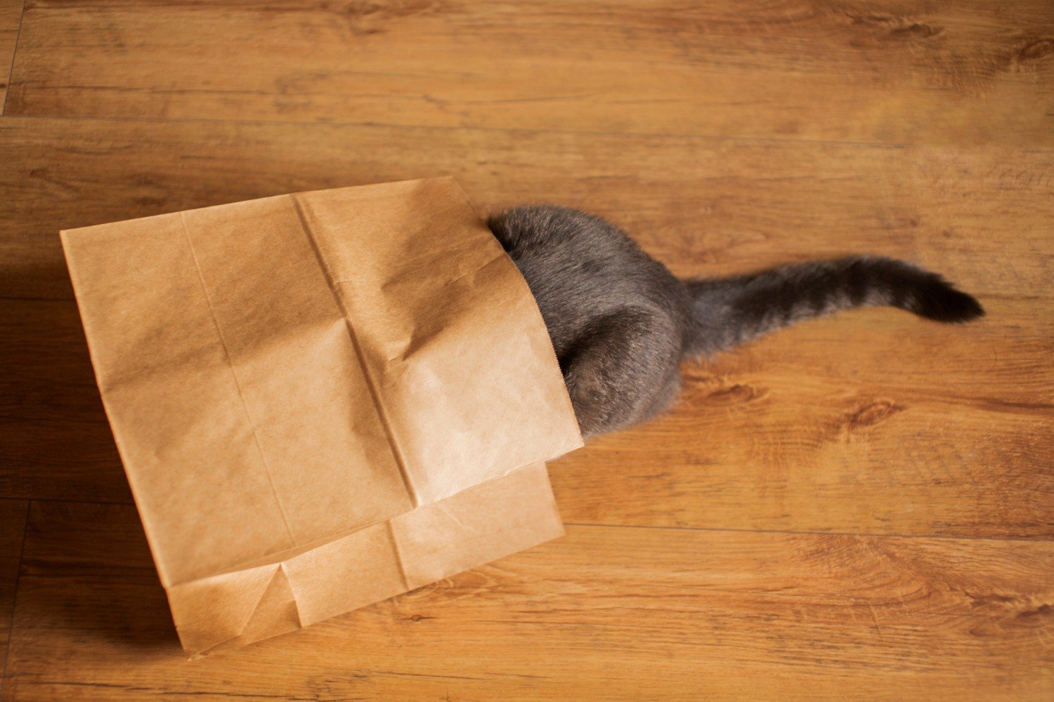 Done cat