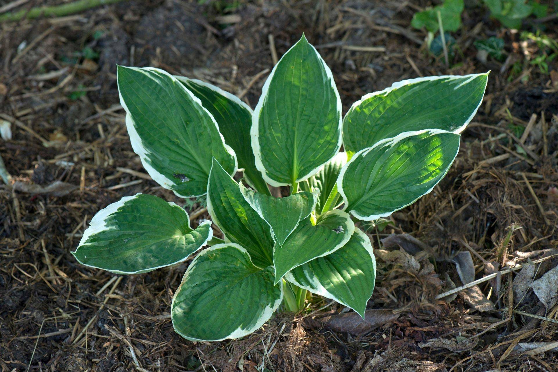 Hosta Funkia Mix С†РІРµС‚С‹