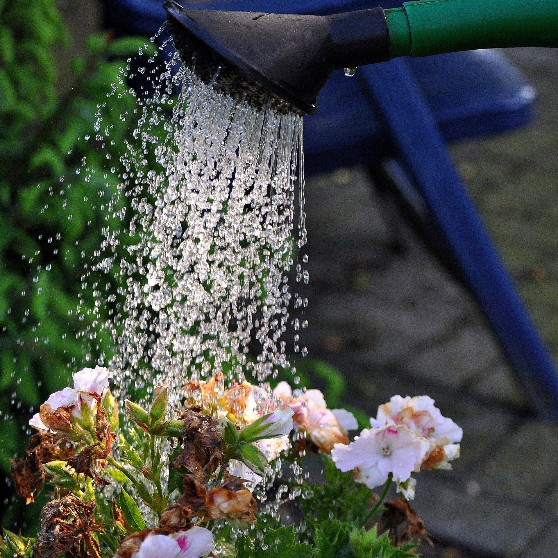 девушка в саду. сад и огород. лейка поливает цветы. запрещенные растения. цветы на даче.