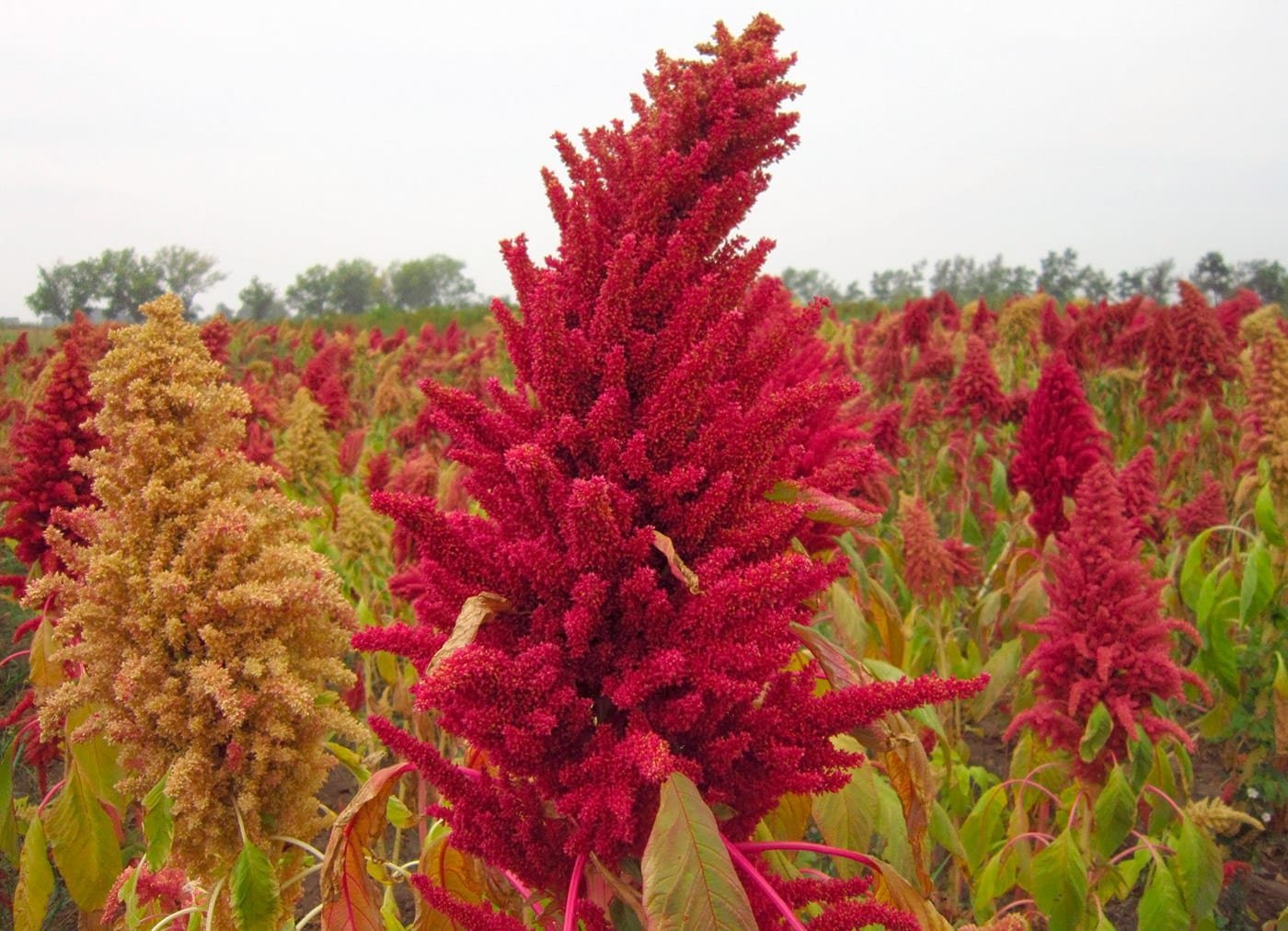 Amaranthus paniculatus Амарант метельчатый