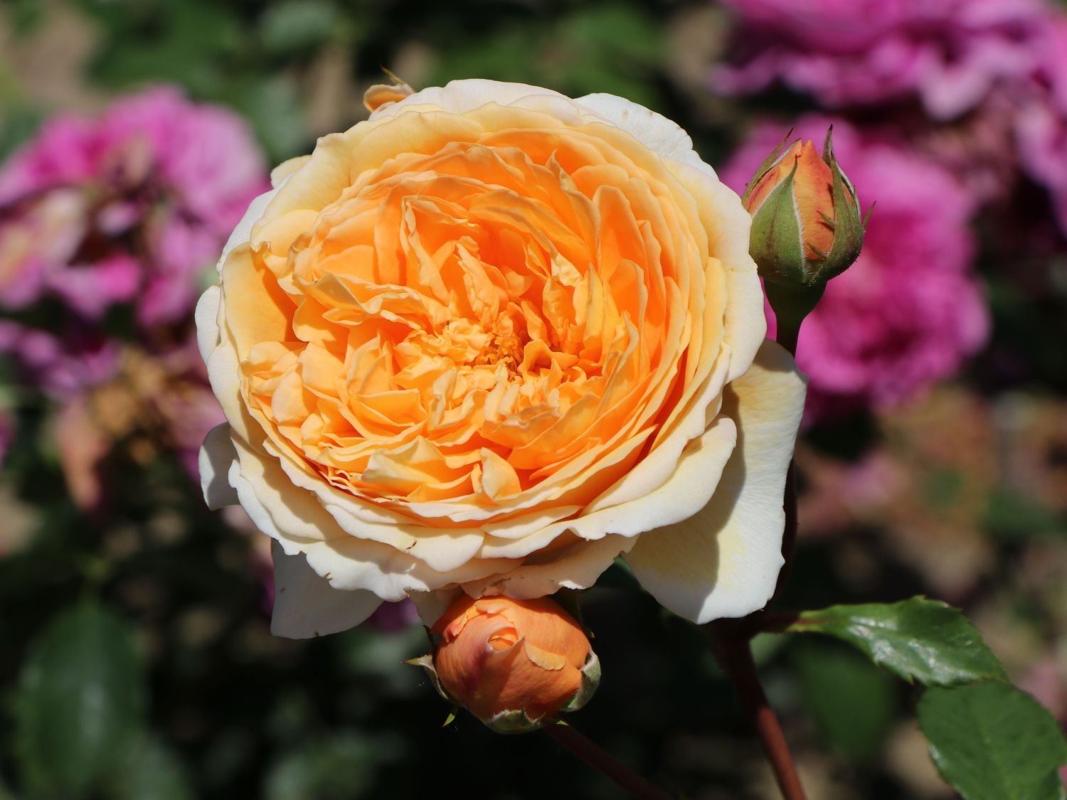 Сорт розы Кроун принцесса Маргарет
