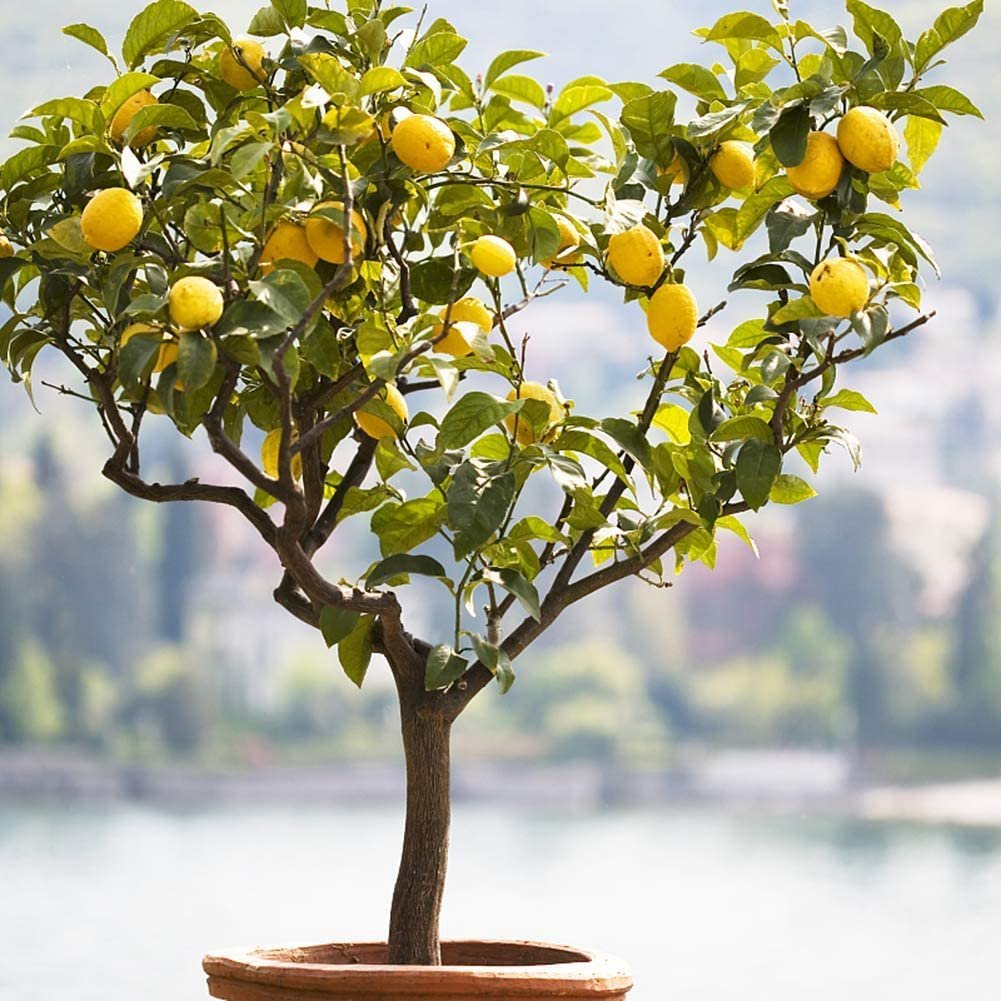 Lemon Tree (лимонное дерево)