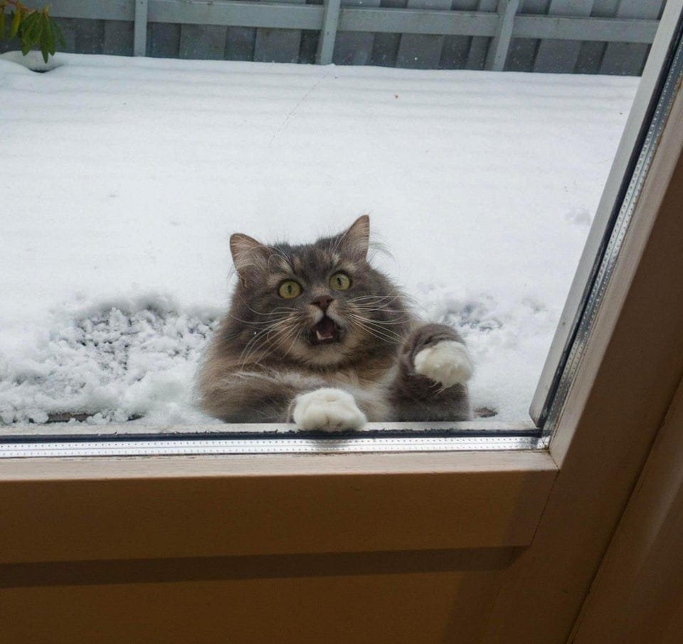 Замерзший кот