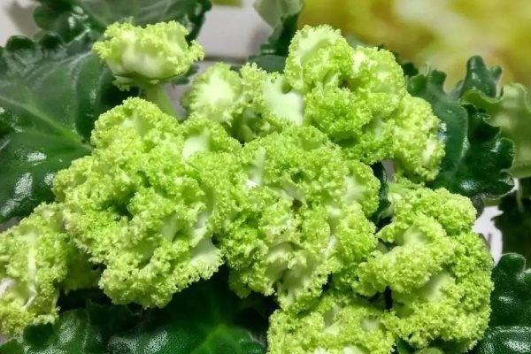Фиалка изумрудные розы фото и описание Самые популярные сорта зелёных фиалок Ферма.expert Пульс Mail.ru