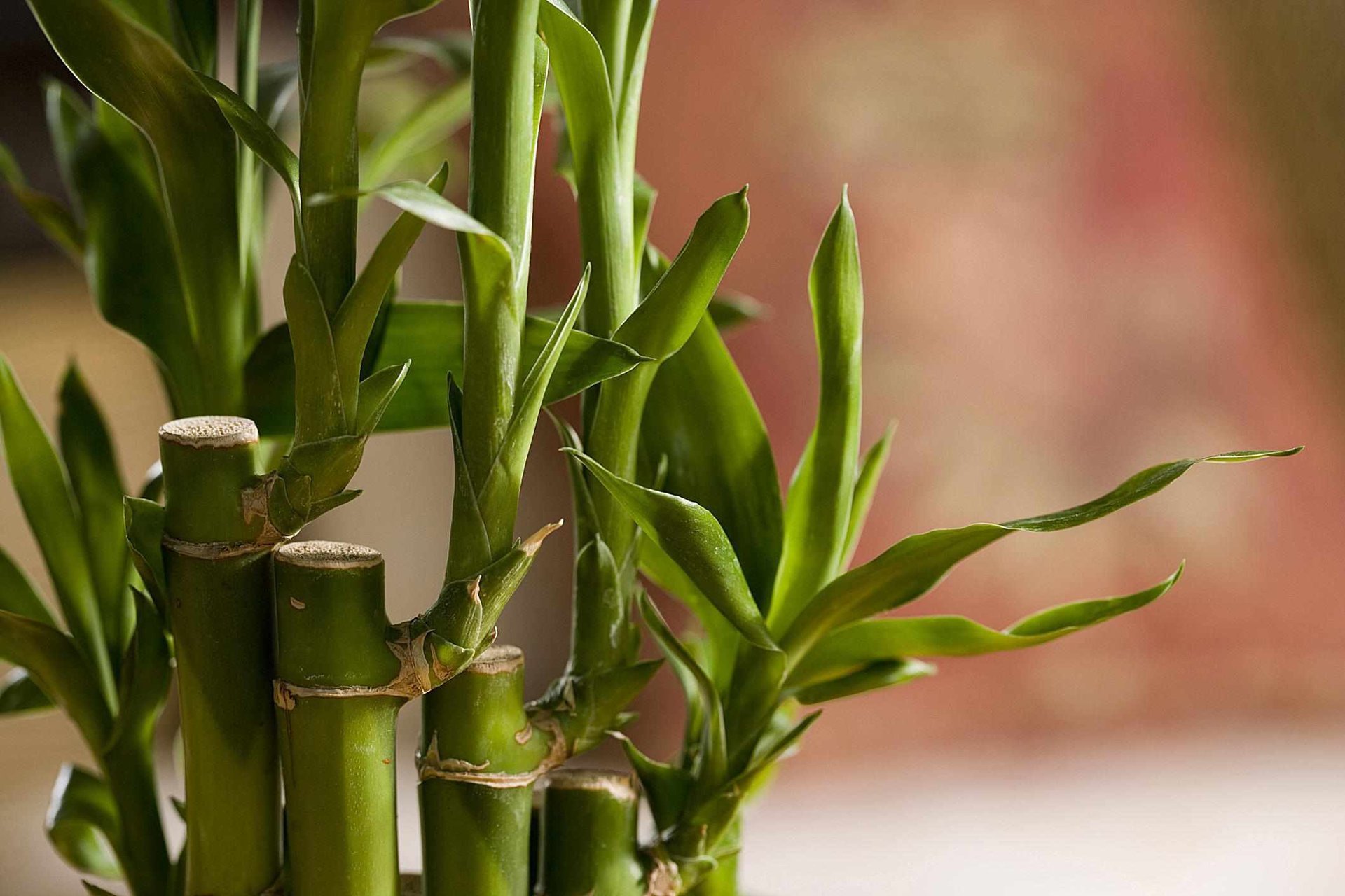 Комнатные растения бамбуковые фото и названия