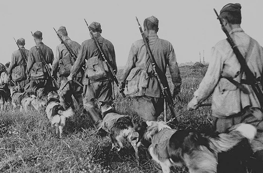 Собаки в годы вов. Собаки на фронте Великой Отечественной войны. Пограничники 1941 года в бою. Пограничники РККА 1941.