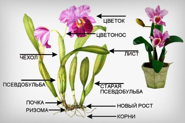 Строение фаленопсиса схема