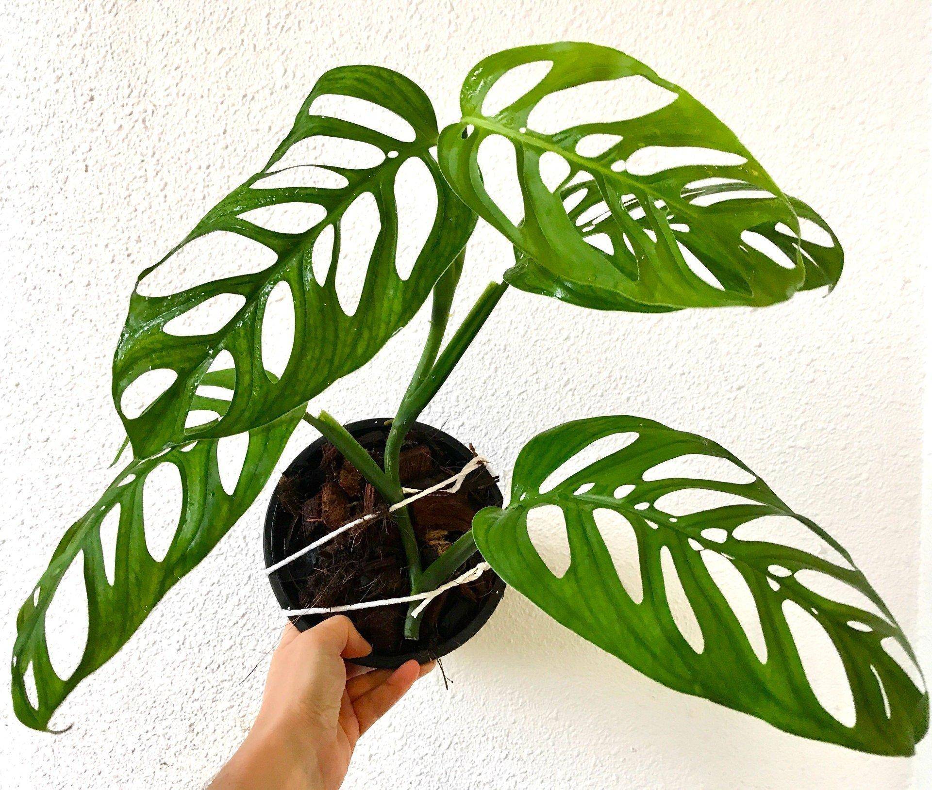 Взрослое растение. Monstera epipremnoides. Монстера esqueleto. Monstera pinnatipartita/монстера пиннатипартита. Монстера эпипремноидес.