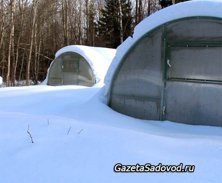 Когда можно перенести рассаду в теплицу