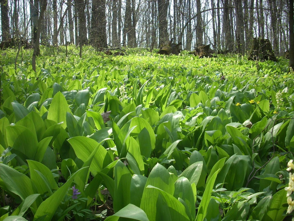 черемша дикоросы. куст дикой конопли. черемша. конопля дичка. черемша камчатская.