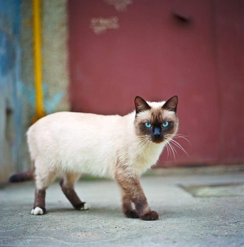 Хвост сиамской кошки. Сиамская и тайская кошка. Меконгский бобтейл. Тайская Сиамская кошка белая. Тайская карликовая кошка.