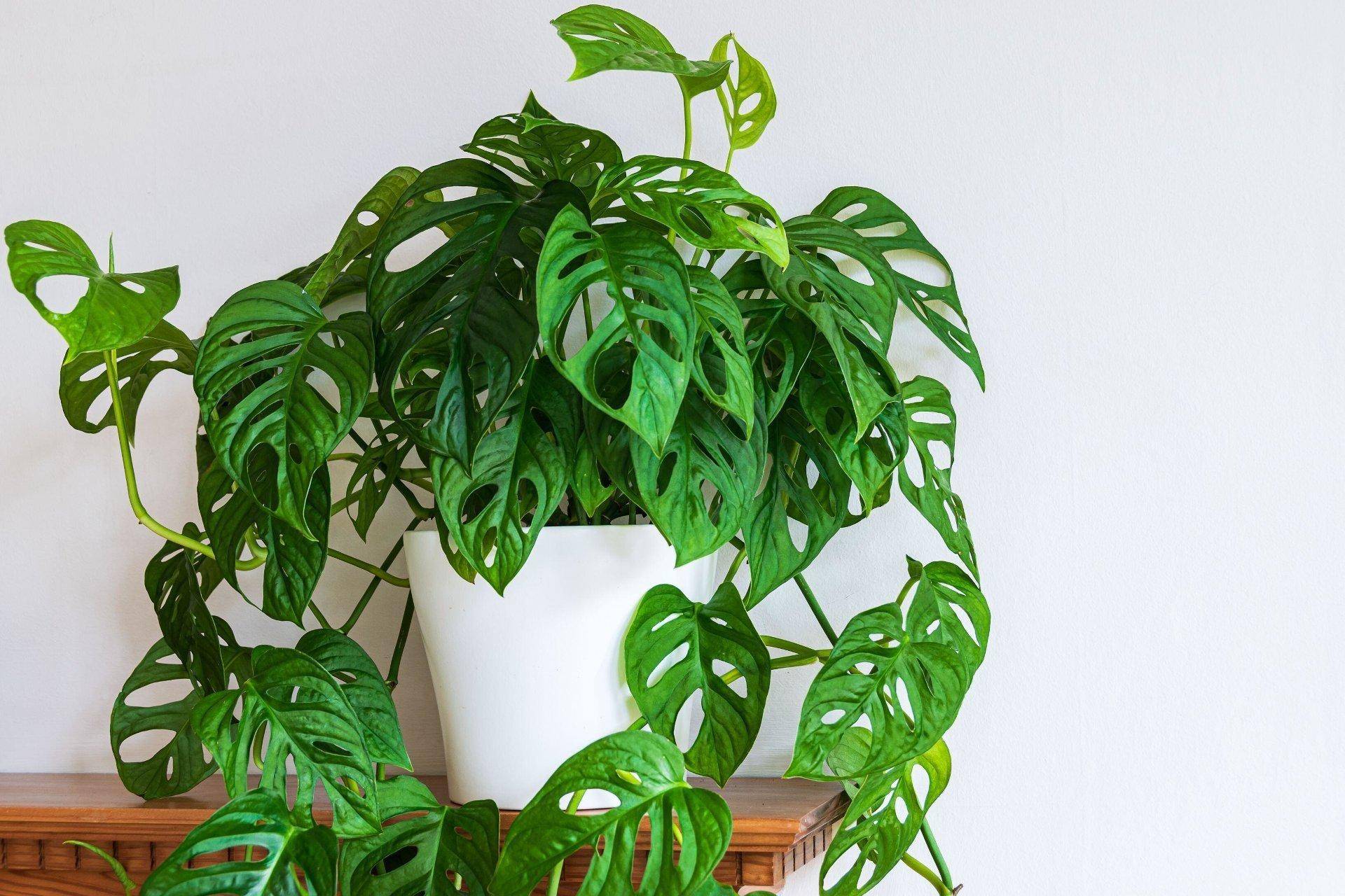 Monstera obliqua в интерьере