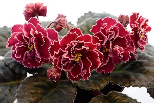 Самые красивые фиалки. Фото фиалок. Сорта АВ (Фиалковод). 