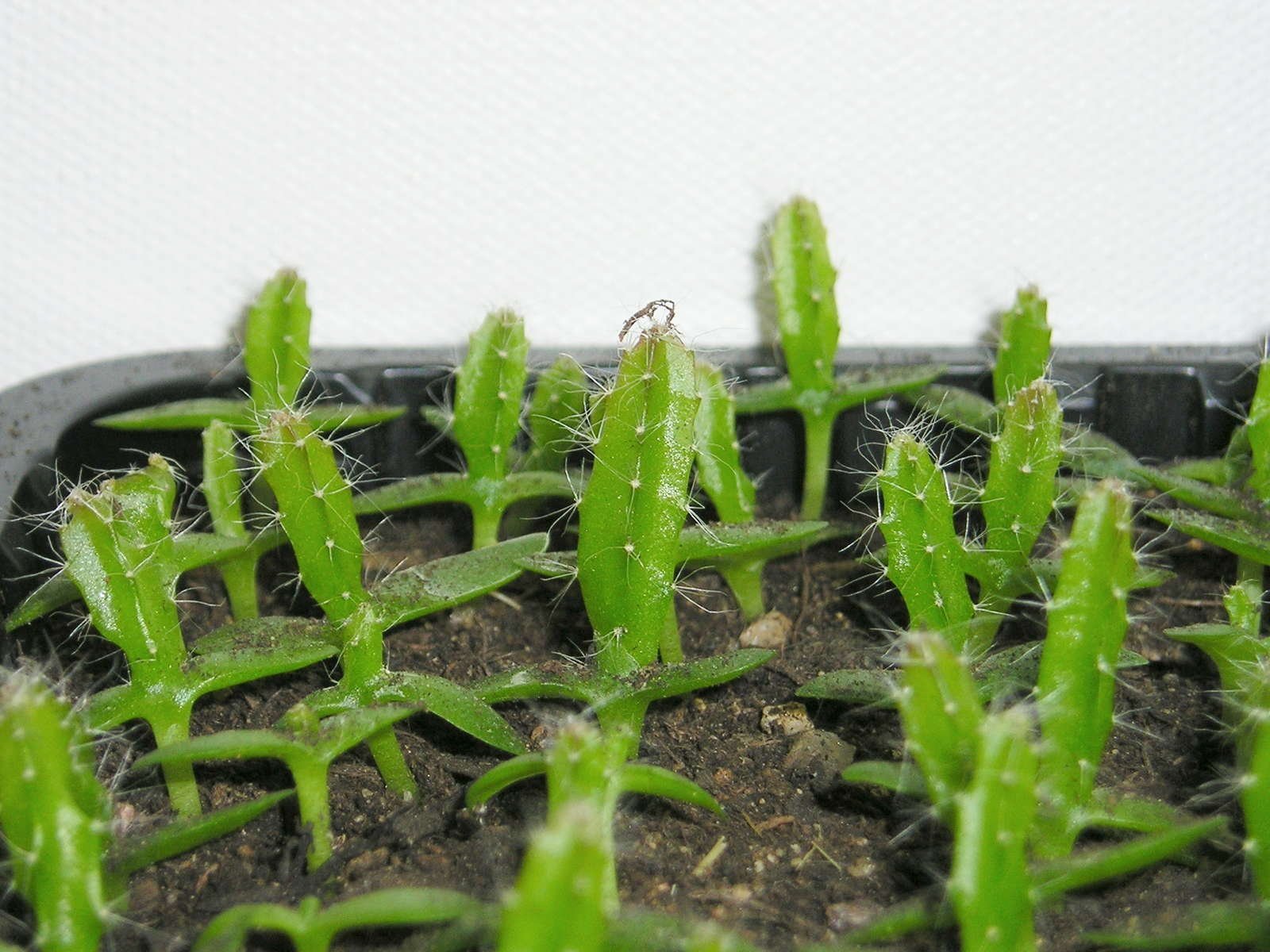 Можно ли вырастить питахайя в домашних условиях. Гилоцереус волнистый (питахайя). Питахайя ростки. Сеянцы питайя. Кактус-Hylocereus undatus.
