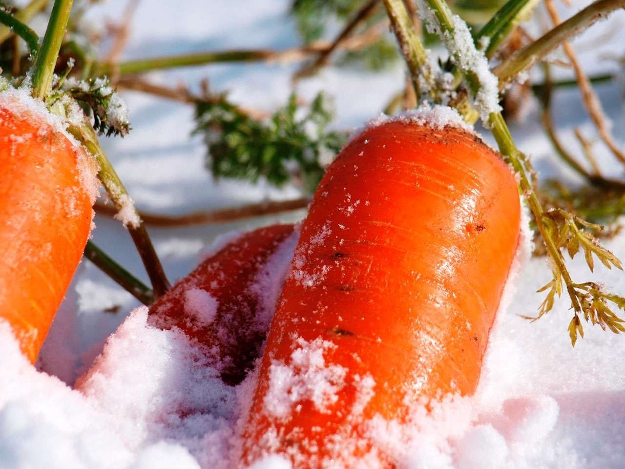 Морковка на снегу