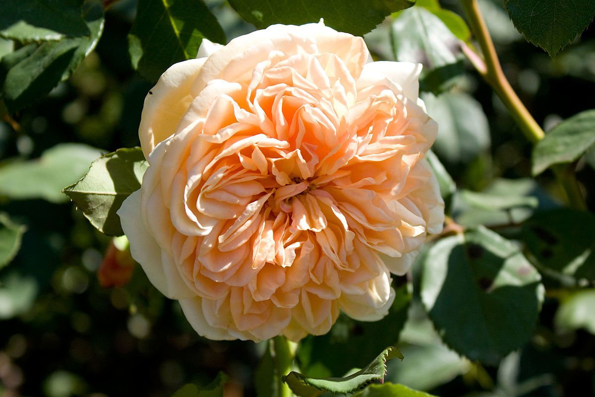 английская роза остина фото и описание