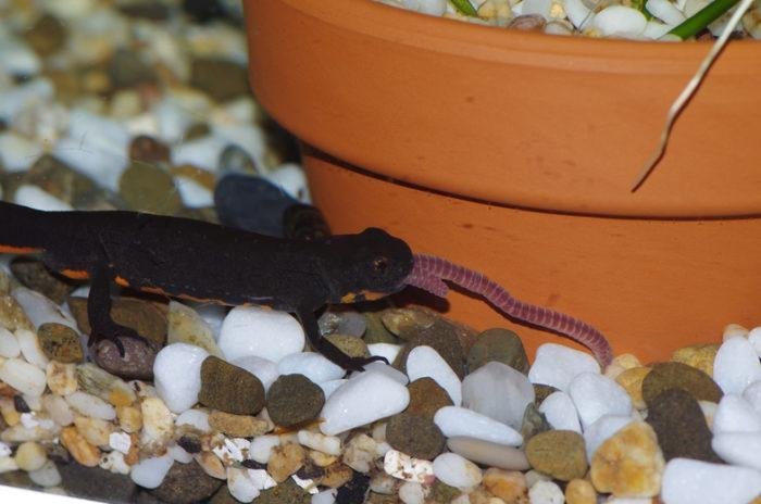 Тритоны размножение в домашних условиях. Тритон аквариумный пресноводный. Иглистый тритон в аквариуме. Террариум для аксолотля. Tylototriton shanjing.