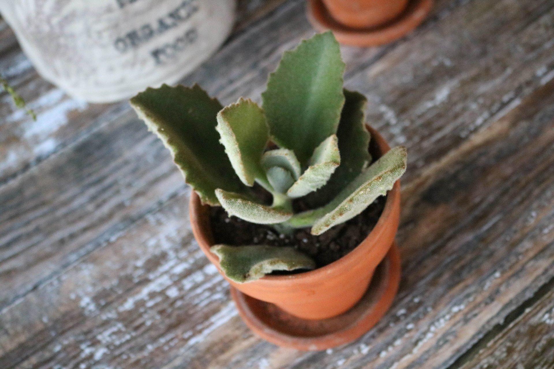 Kalanchoe beharensis Fang