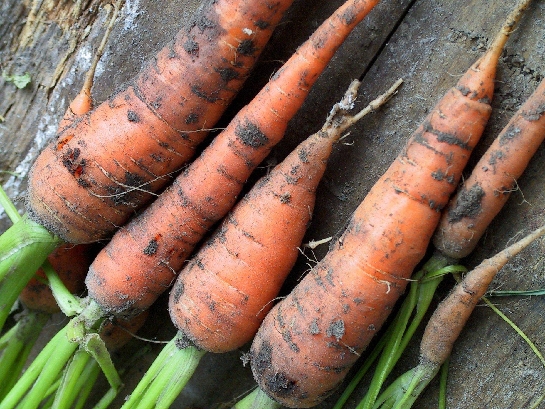 Сколько растет морковь. Морковь. Морковь домашняя. Хранение моркови. Крупная морковь домашняя.