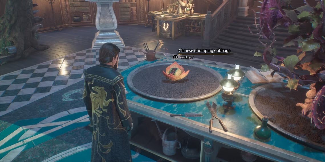 Хогвартс капуста. Растения из гарри поттера тентакула. Вечерний хогвартс. Фон школы хогвартс. Жующая капуста hogwarts legacy.