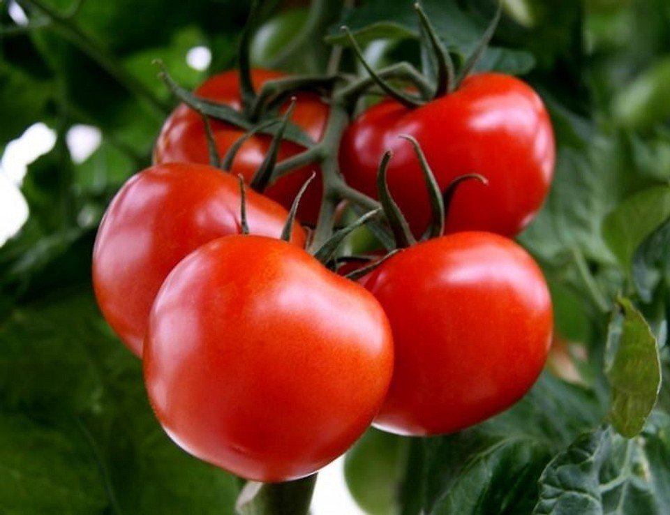 Купить томаты толстой. Томат толстой f1. Томат Касамори f1. Томат индетерминантный толстой f1. Томат томат толстой f1.
