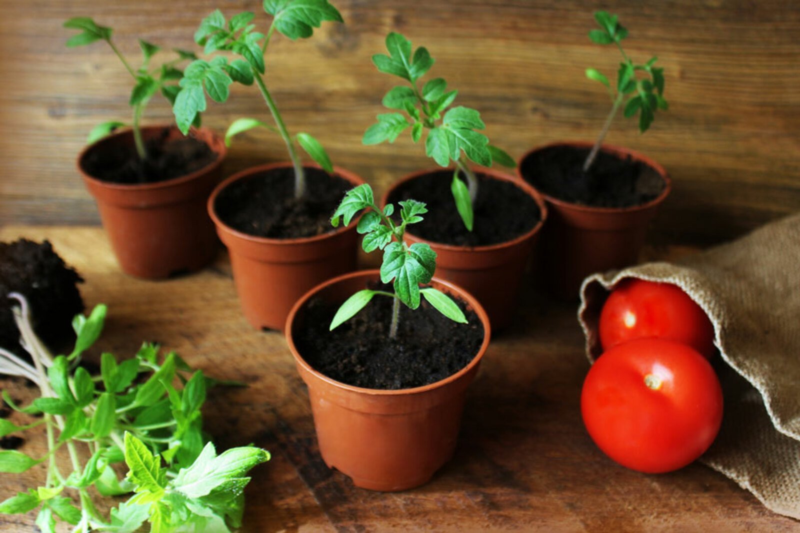 Сеем помидоры на рассаду видео